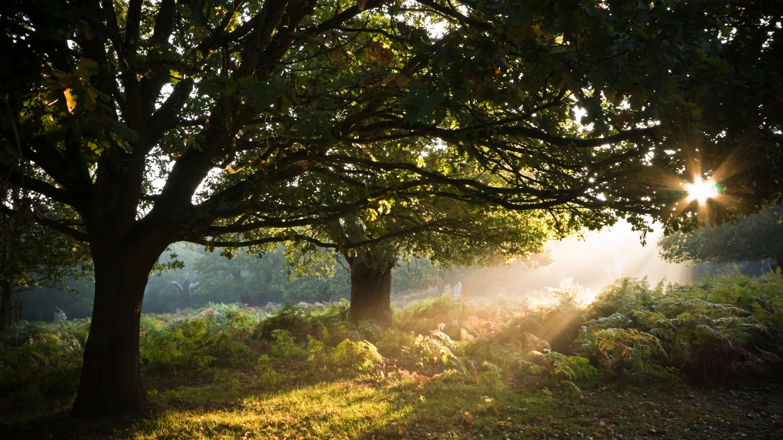 Sunlight filtering through trees in a green forest